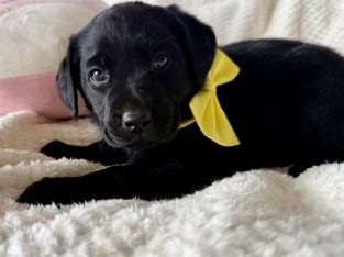 Labrador Retriever – Cambooya