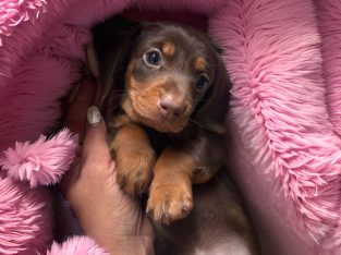 Miniature Dachshund – Alexandra Hills