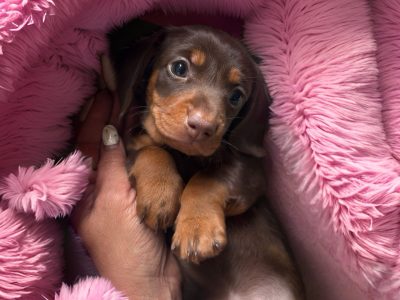Miniature Dachshund – Alexandra Hills