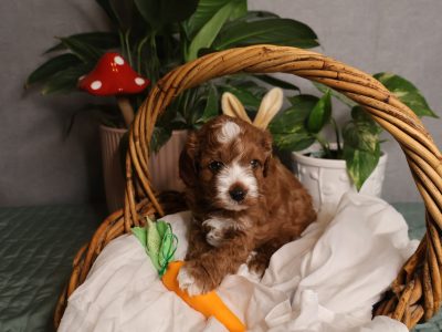 Cavoodle – Kyabram