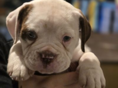 American Bulldog – Bucasia