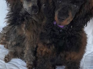 Poodle Mini – Dulwich