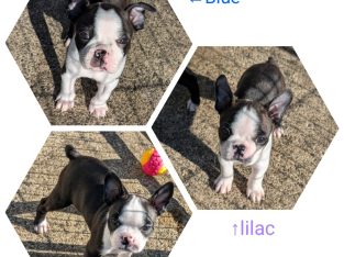 Boston Terrier – Sanctuary Point