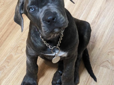 Cane Corso – Melbourne