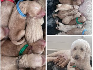 Groodle – Brisbane