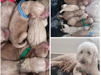 Groodle – Brisbane