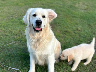 Golden Retriever – Sunshine Acres