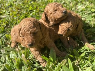 Poodle Mini – Kallangur