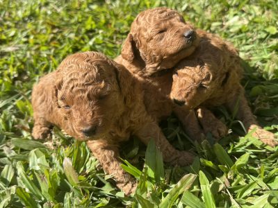 Poodle Mini – Kallangur