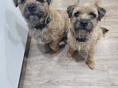 Border Terrier – Boorowa