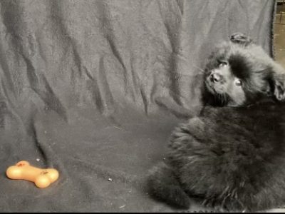 Pomeranian – Warrion