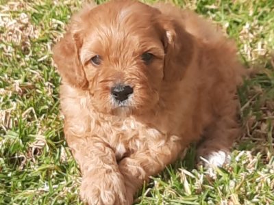 Cavoodle – Menangle Park