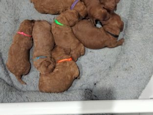 Cavoodle – Morayfield