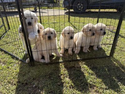 Golden Retriever – Monteagle