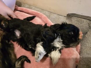 Shih Tzu – Cranbourne