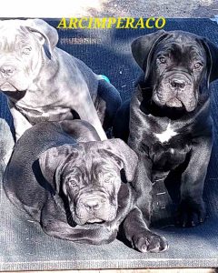 Cane Corso – Mount Marshall