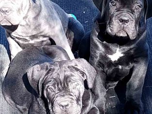 Cane Corso – Mount Marshall
