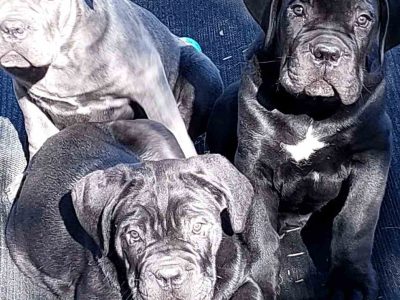 Cane Corso – Mount Marshall