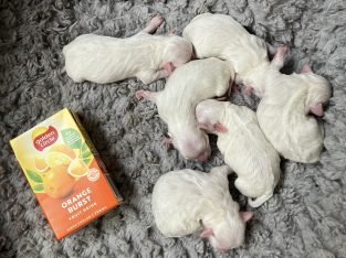 Maltese – Tasmania