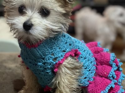 Yorkshire Terrier – Grasstree Hill