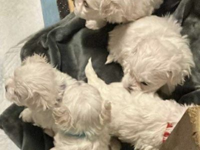 Maltese – C zanardi