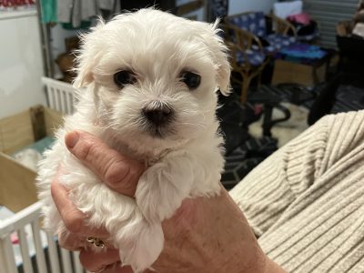 Maltese – C zanardi