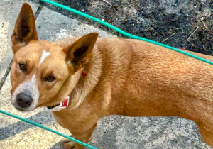 Australian Kelpie – Connells Point