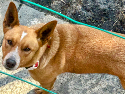 Australian Kelpie – Connells Point