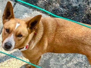 Australian Kelpie – Connells Point