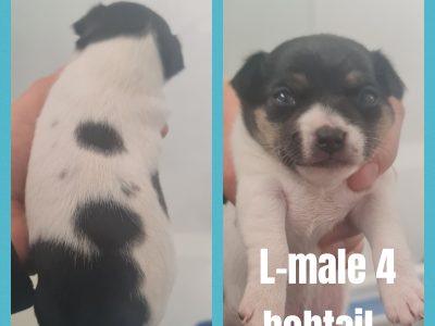 Tenterfield Terrier – Halekulani