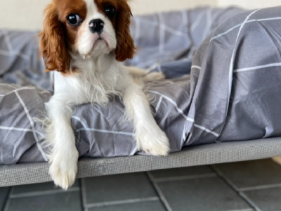 Cavalier King Charles Spaniel – Beeliar