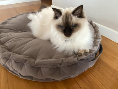 Ragdoll – Cowes