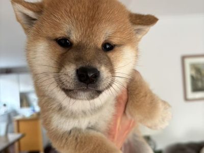 Shiba Inu – Balwyn