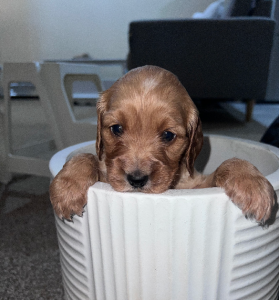 Cocker Spaniel – Penrith