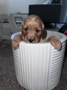 Cocker Spaniel – Penrith