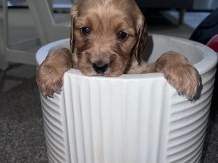 Cocker Spaniel – Penrith