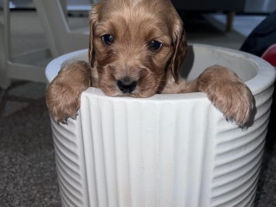 Cocker Spaniel – Penrith