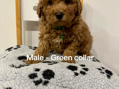 Toy Poodle – Hillside