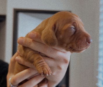 Miniature Dachshund – Jordan Springs