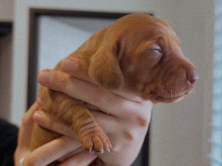 Miniature Dachshund – Jordan Springs