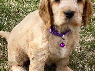 Cocker Spaniel – Oberon