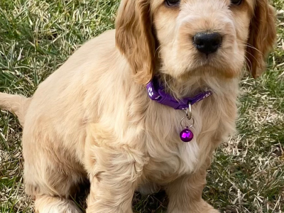 Cocker Spaniel – Oberon