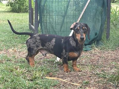 Miniature Dachshund – Miles