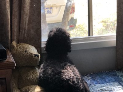 Poodle Standard – Boyup Brook