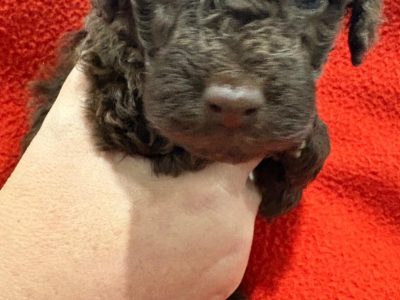 Poodle Mini – Mannering Park