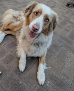 Australian Shepherd – Alexander Heights