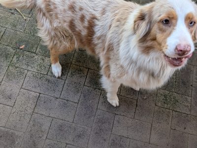 Australian Shepherd – Alexander Heights
