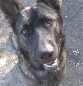 German Shepherd – Saint Huberts Island