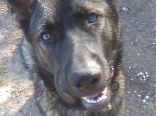 German Shepherd – Saint Huberts Island