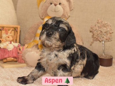 Cavoodle – Wirrina Cove